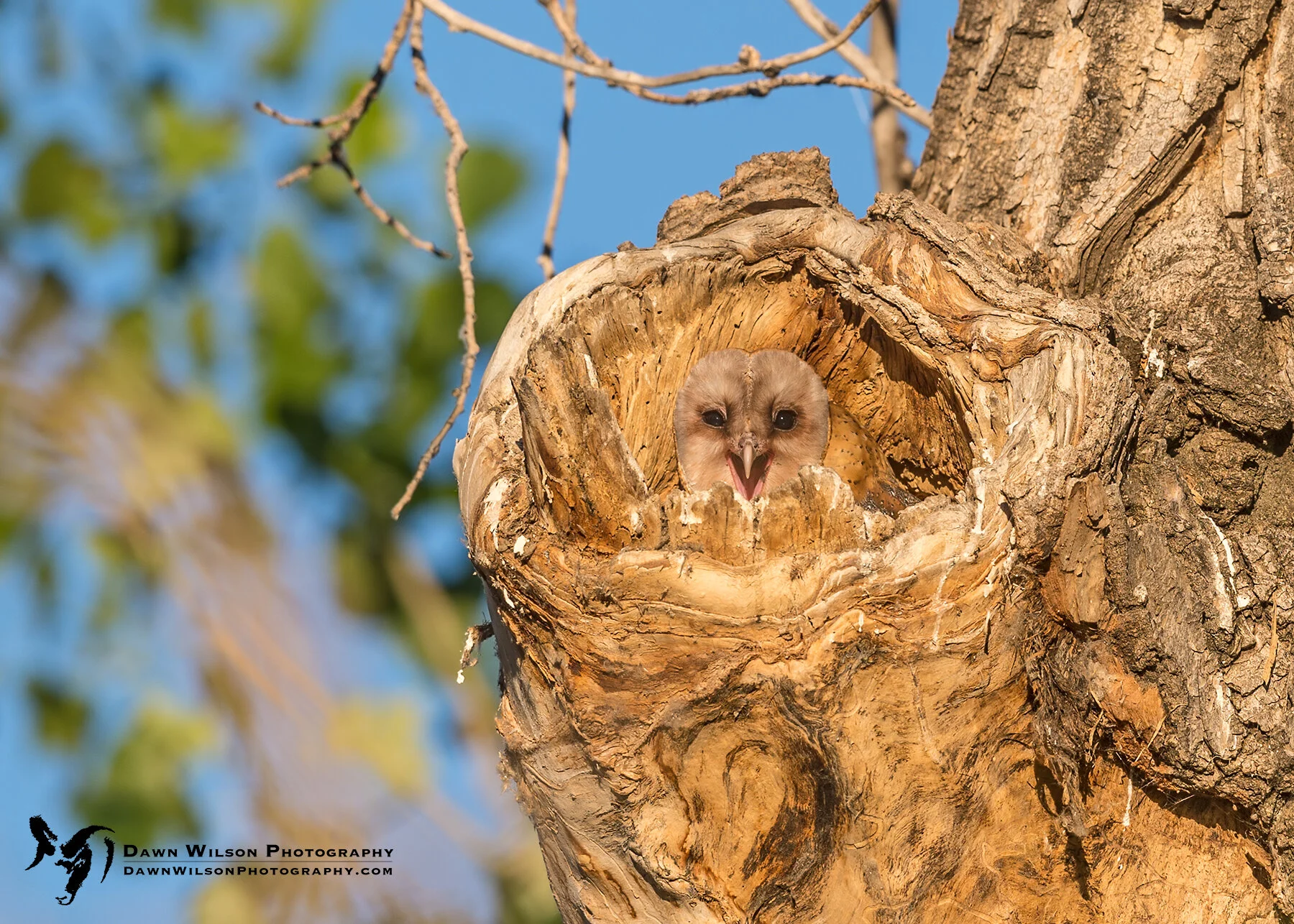 The Nature Photographer By NANPA - Focus Point
