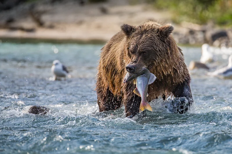 Bear Research Pioneer Derek Stonorov on the Alaskan Peninsula