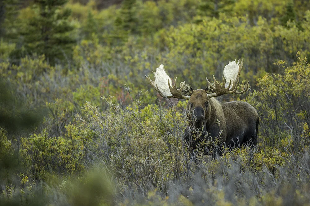Pre-Autumn catch up and Canon vs Nikon-STILL?