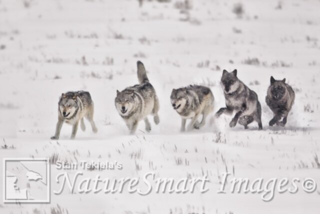 Gray Wolf pack running in snow Tekiela _TAN9614-Edit-3.jpg