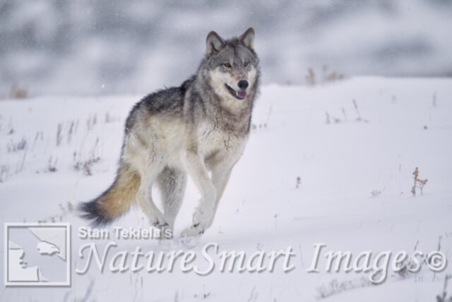 Gray Wolf running in snow Tekiela TAN9718.jpg