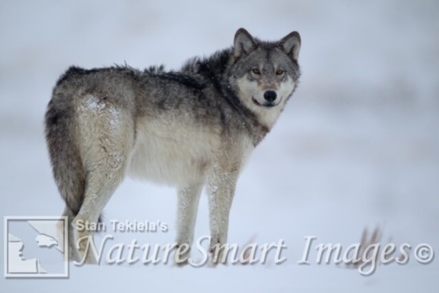 Gray Wolf Tekiela TAN9814.jpg