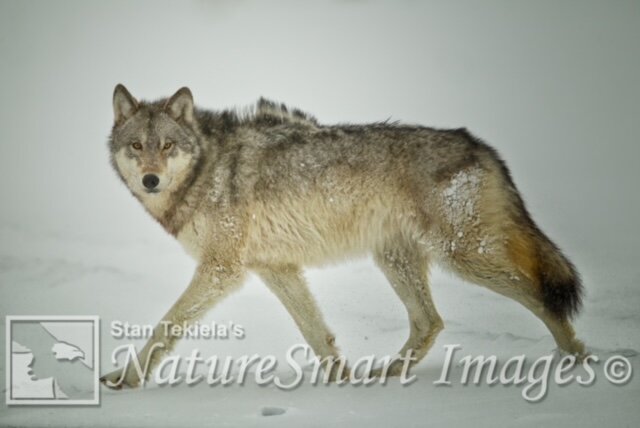 Gray Wolf walking in snow Tekiela TAN0014.jpg