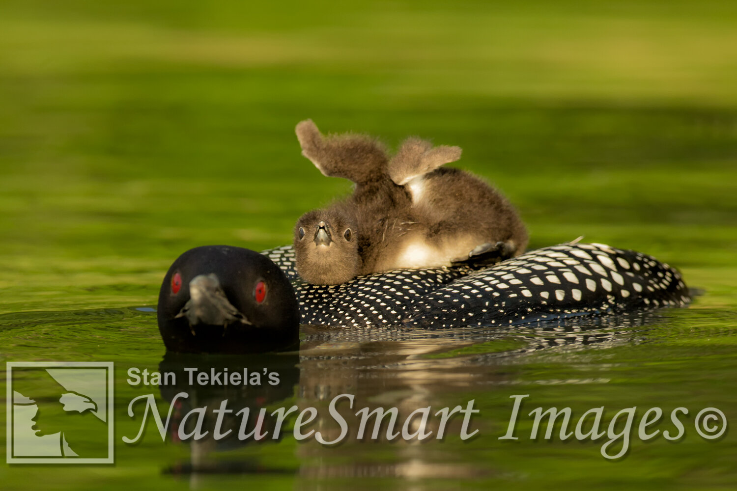 Common Loon adult and chick wing stretch Tekiela STEK2984.jpg