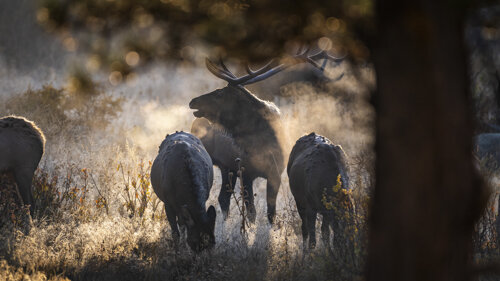 Jason_Loftus_Elk_V3A3914p.jpg