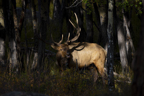 Jason_Loftus_Elk_P1A3196p.jpg