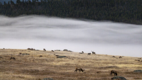 Jason_Loftus_Elk_P1A1447p.jpg