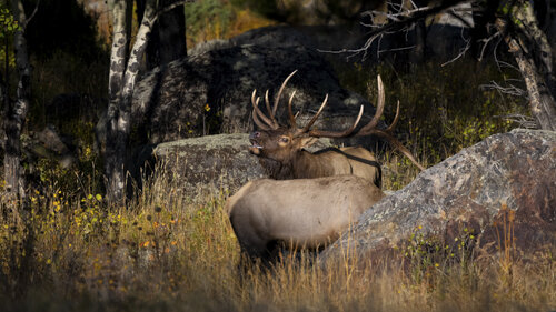 Jason_Loftus_Elk_P1A2025p.jpg