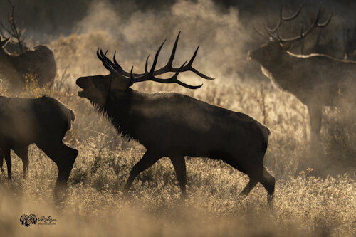 Kelly_Elmer_Elk_MorningBullFog01.jpg