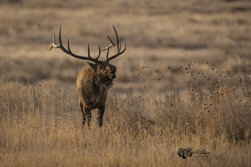 Kelly_Elmer_Elk_MorningBullFog02.jpg