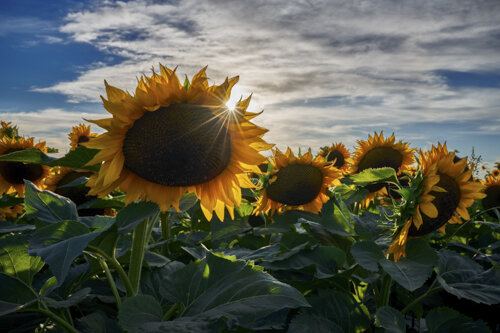 SunflowersStarburst.jpg