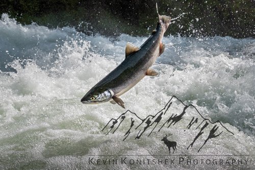 Kevin Konitshek salmon.jpg