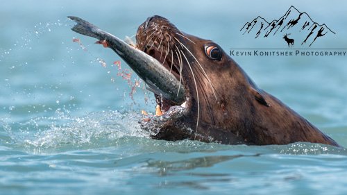 Kevin Konitshek sea lion.jpg