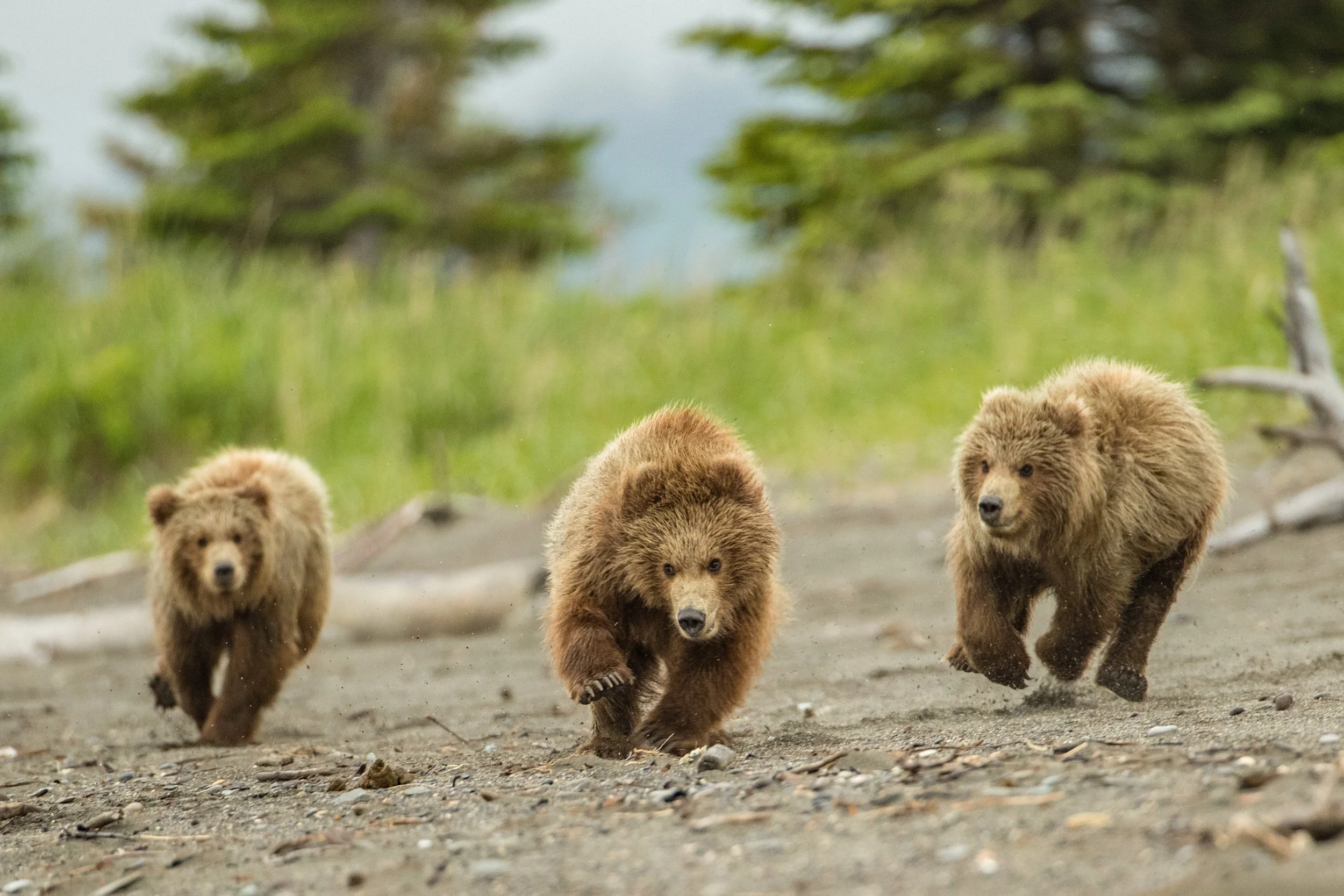 Bucket List Bear Photo Trip w/ Michael Mauro - 2022 - (One Spot Left)