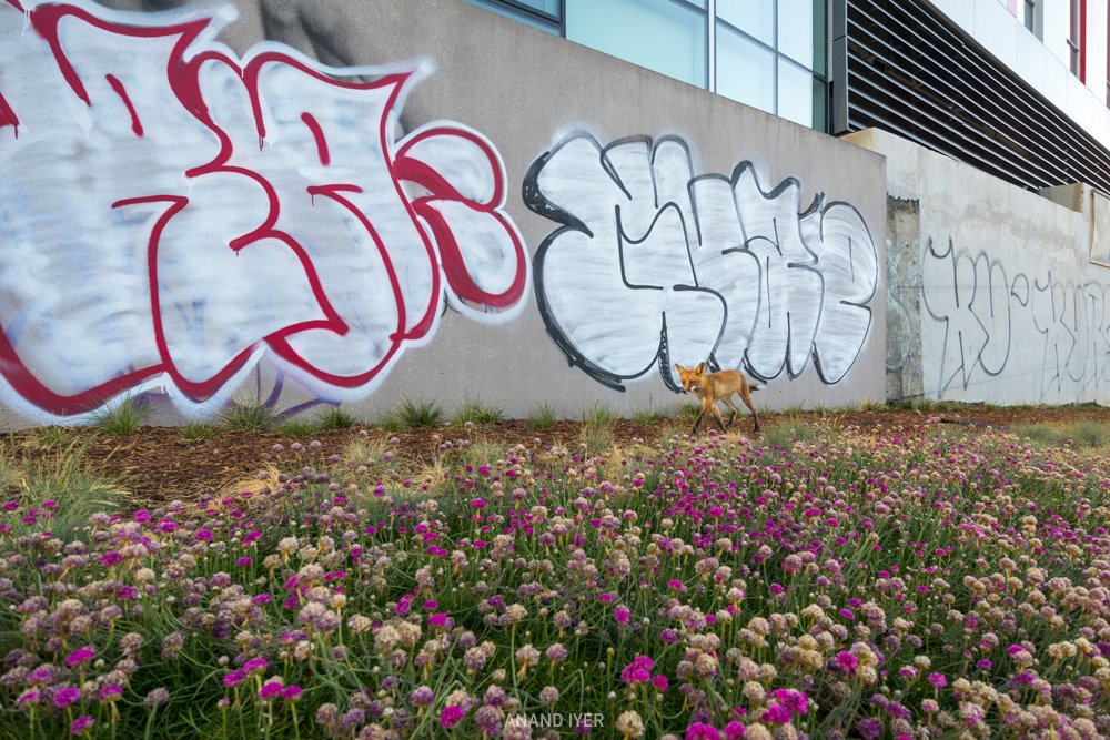 Anand_Iyer_urban fox graffiti wall 1.jpg