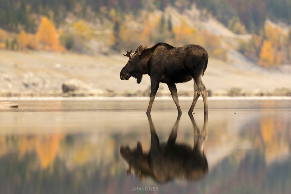 Anand_Iyer_moose reflection.jpg