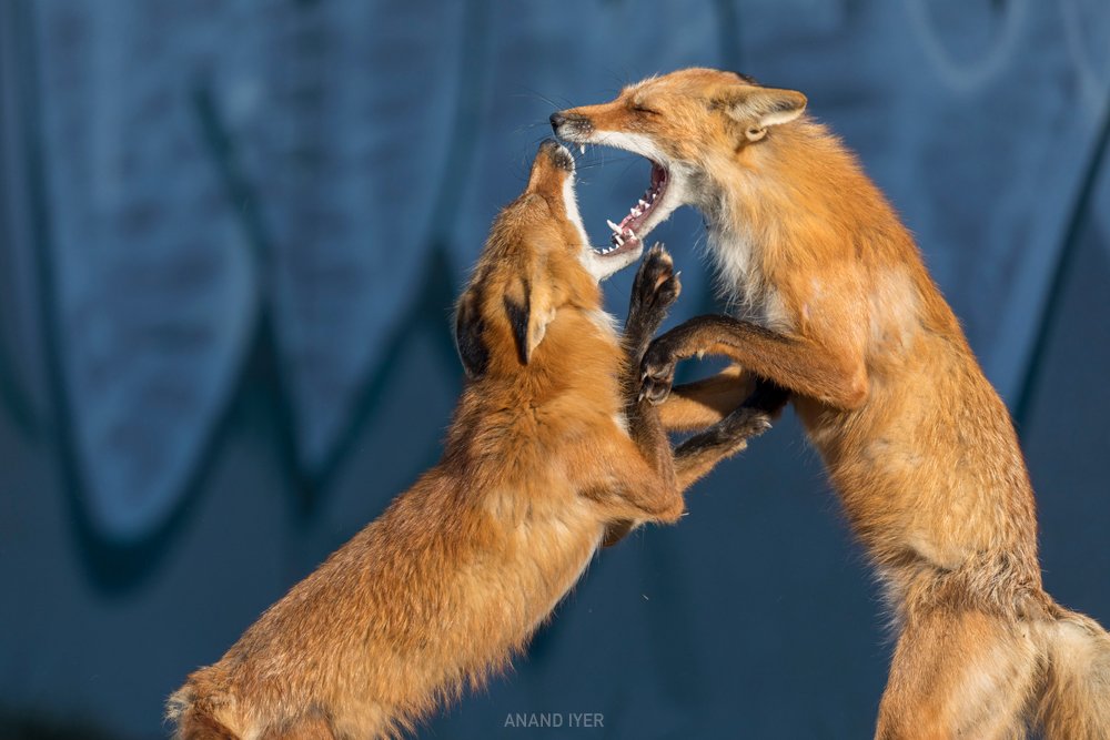 Anand_Iyer_urban fox fighting.jpg