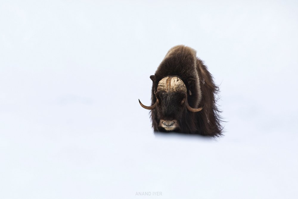 Anand_Iyer_musk ox storm.jpg