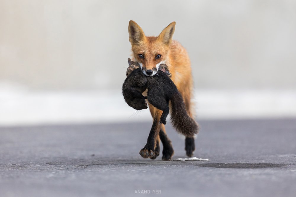 Anand_Iyer_urban fox hunt.jpg