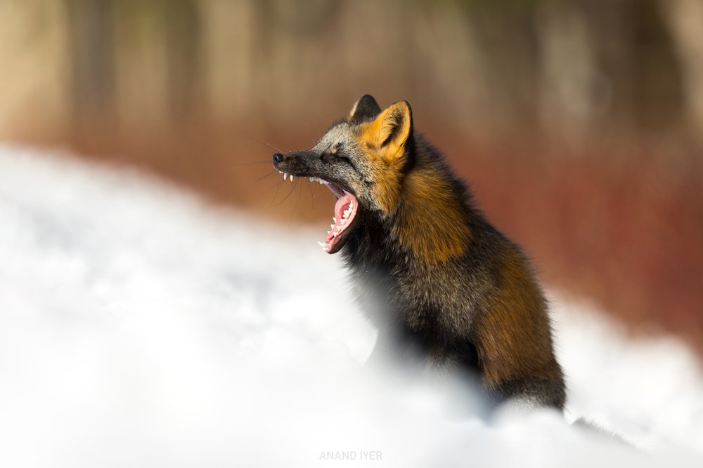 Anand_Iyer_fox snow yawn.jpg