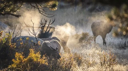 The Nature Photographer by NANPA - Perfect Moments, Missed Photographs and New Opportunities