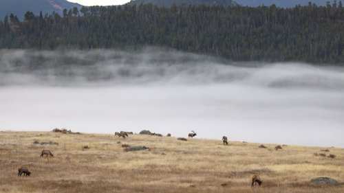 Jason_Loftus_Elk_P1A1481p.jpg