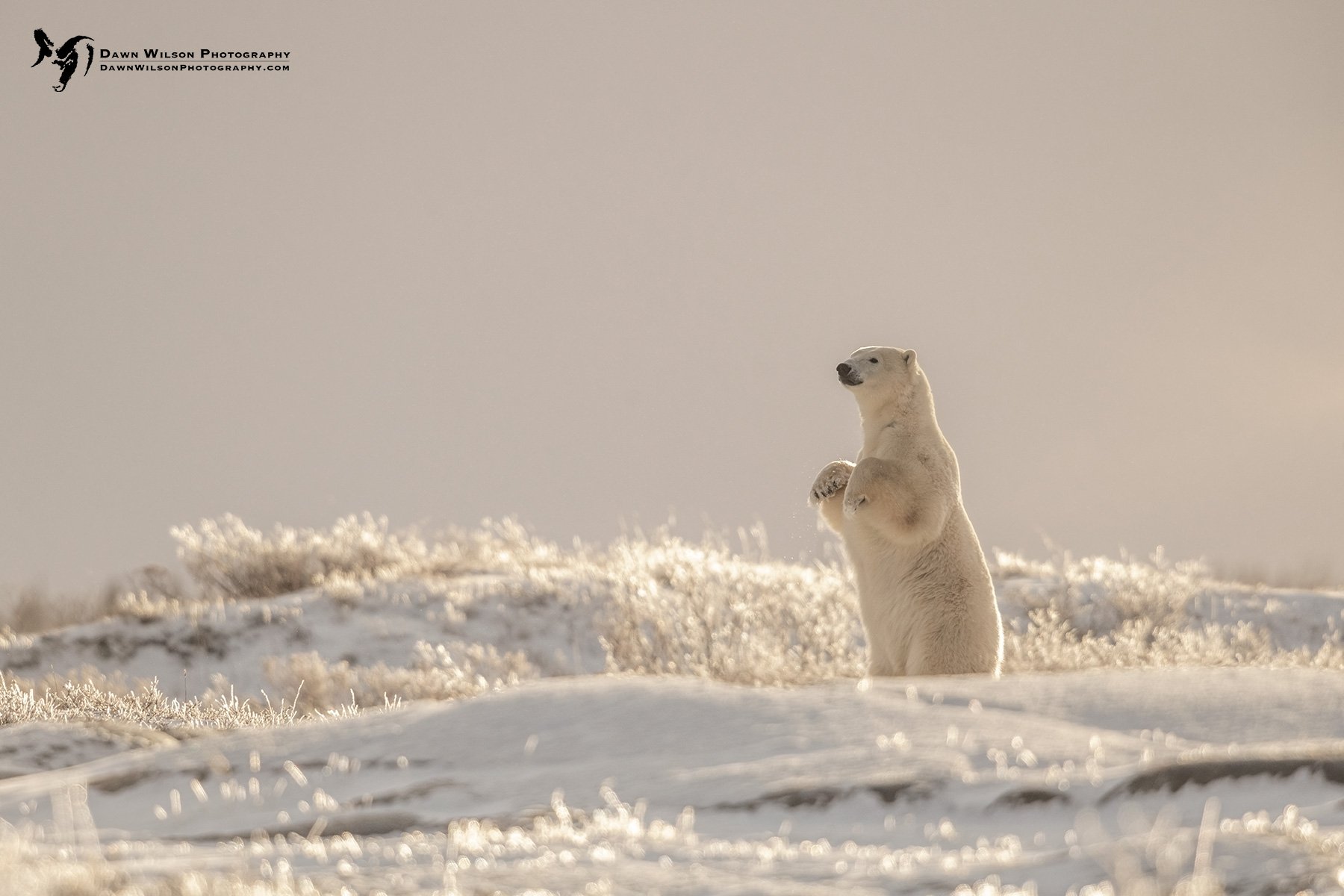 Polar_bear_CH_2021_44.jpg