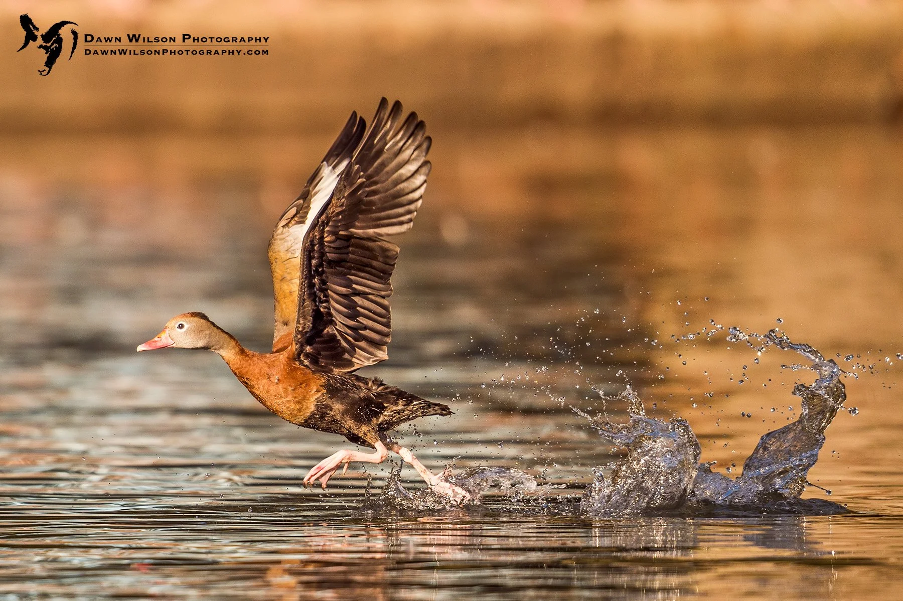 Black-bellied_whistling_duck_Audubon_Park_2019_1.jpg