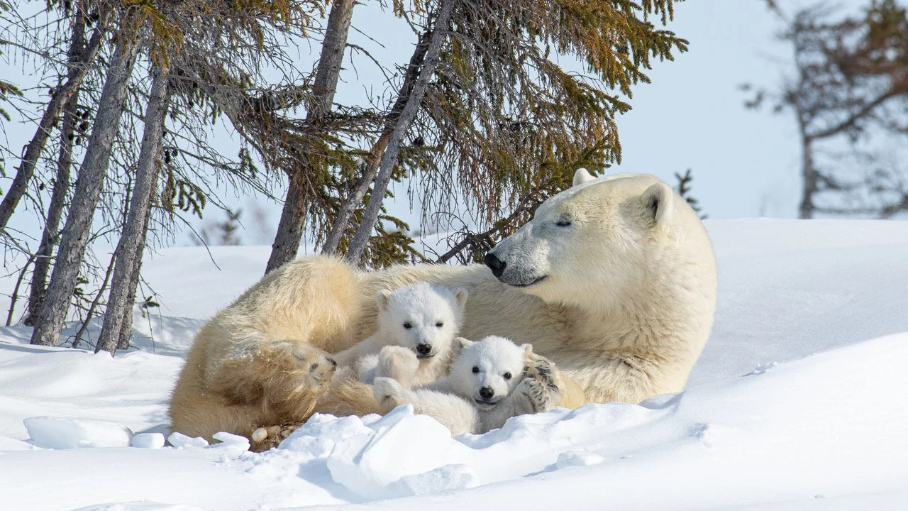 Discovering Churchill