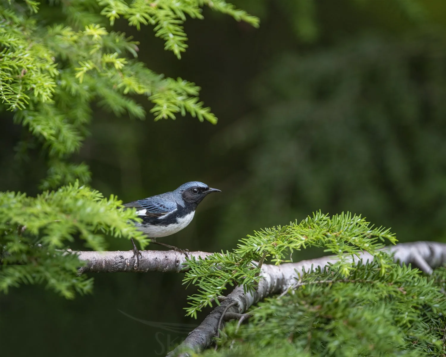 The Lighter Side with Scott Keys