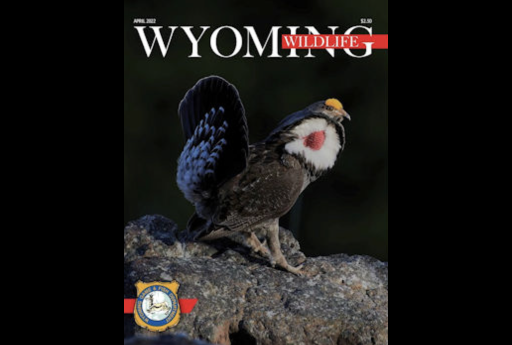 Wyoming Wildlife Magazine On Wild and Exposed