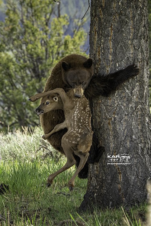 black bear in tree with elk calf._small_wtrmrk.jpg