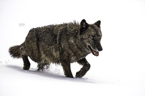 Small_black wolf trotting through snow.wtrmrk.jpg