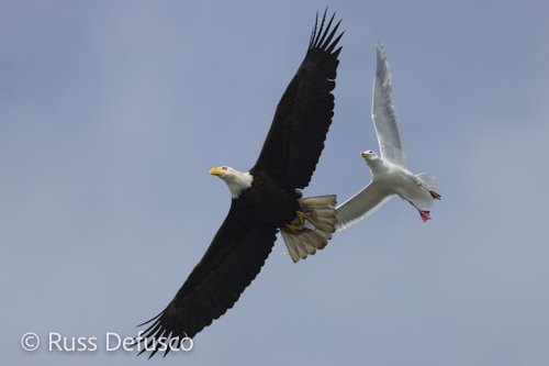 Russ Defusco_1.3 Bald Eagle, Glaucous-winged Gull IMG_9730 - DeFusco - AK.jpg