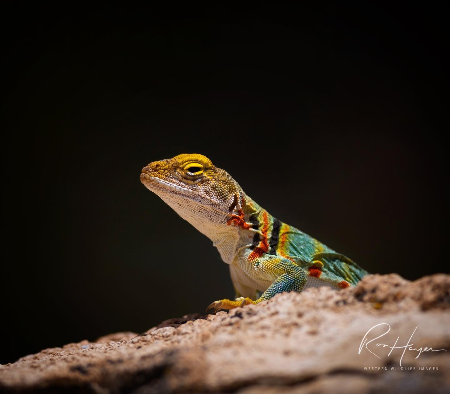 Listener trivia, what does the red coloration on this female collared lizard indicate?  The answer is in the podcast. 

Make sure you go back and check out the crew catch ups as well as the amazing guests that we&rsquo;ve had on recently.
