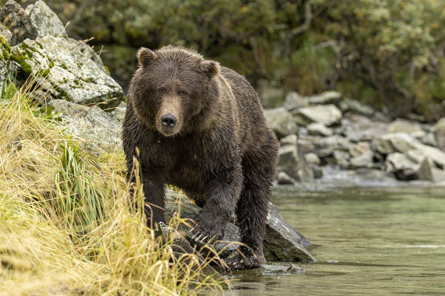 Bear Trip #2 - August/September 2022 Report