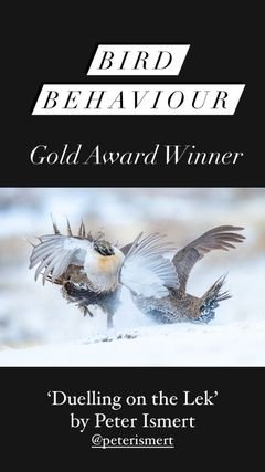 Gold Bird Behavior.jpg