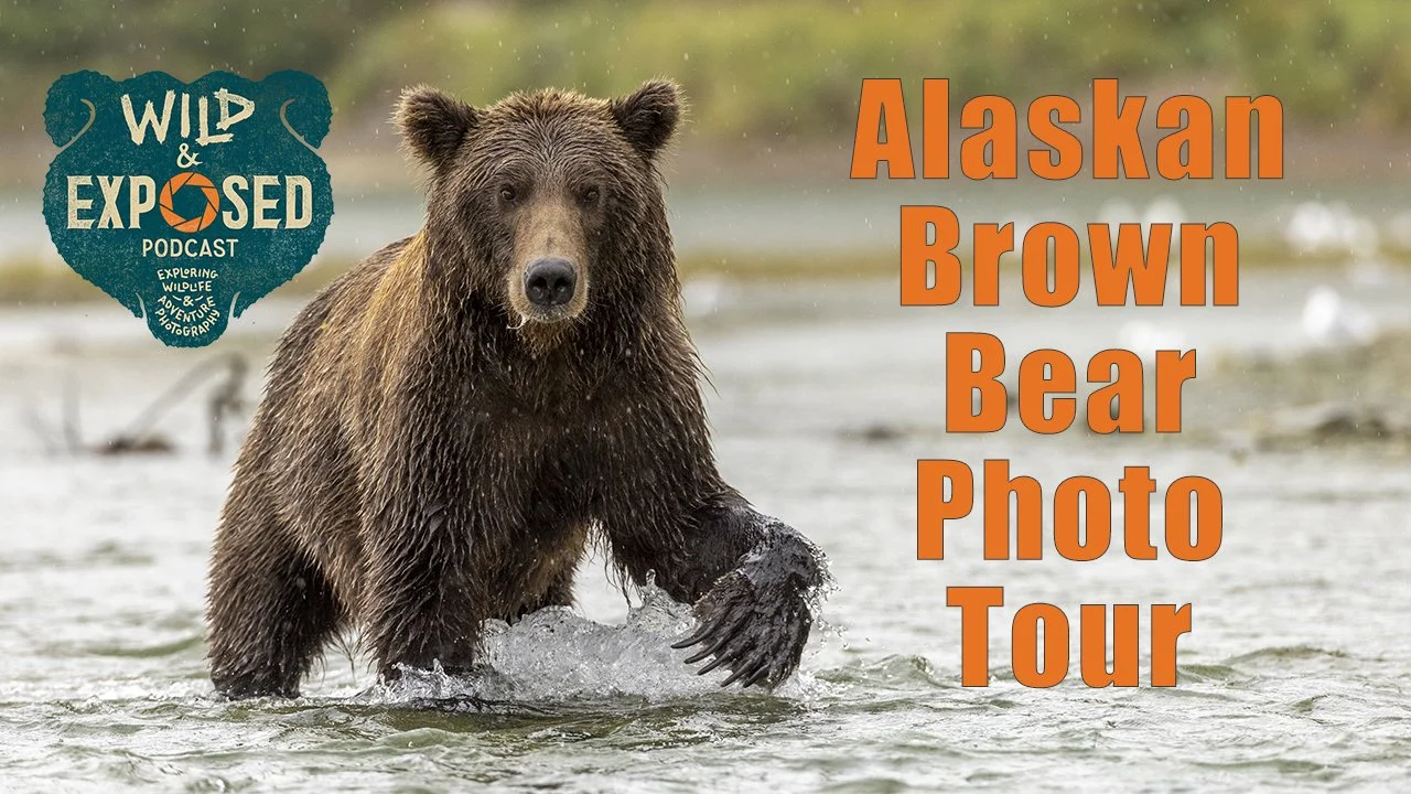 Alaskan Brown Bear Photo Tour