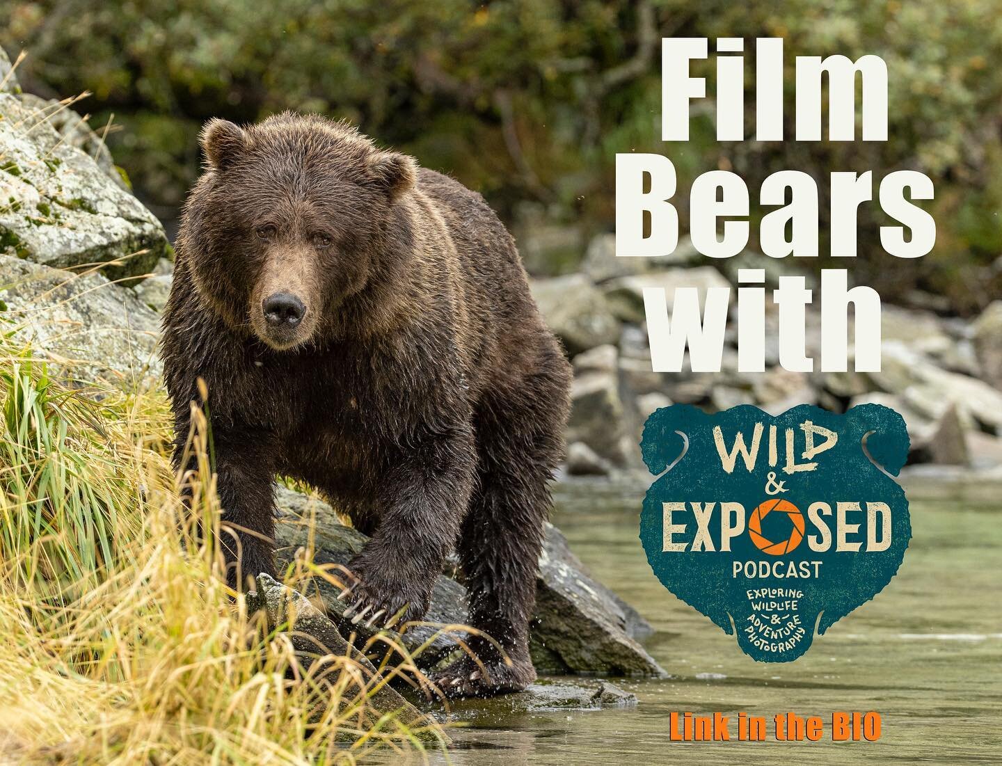 Film bears with Wild and Exposed August or September 2023. 7-days to immerse yourself in a majestic landscape few travelers to Alaska ever visit. Starting from Homer, Alaska we will cruise in our private chartered ship to the rugged and remote coast 