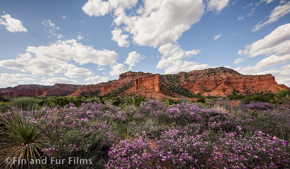 Fin and Fur Films_Caprock Canyons State Park copy.jpg