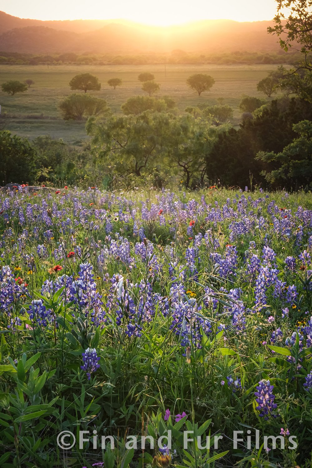Fin and Fur Films_Central Texas Wildflowers copy.jpg