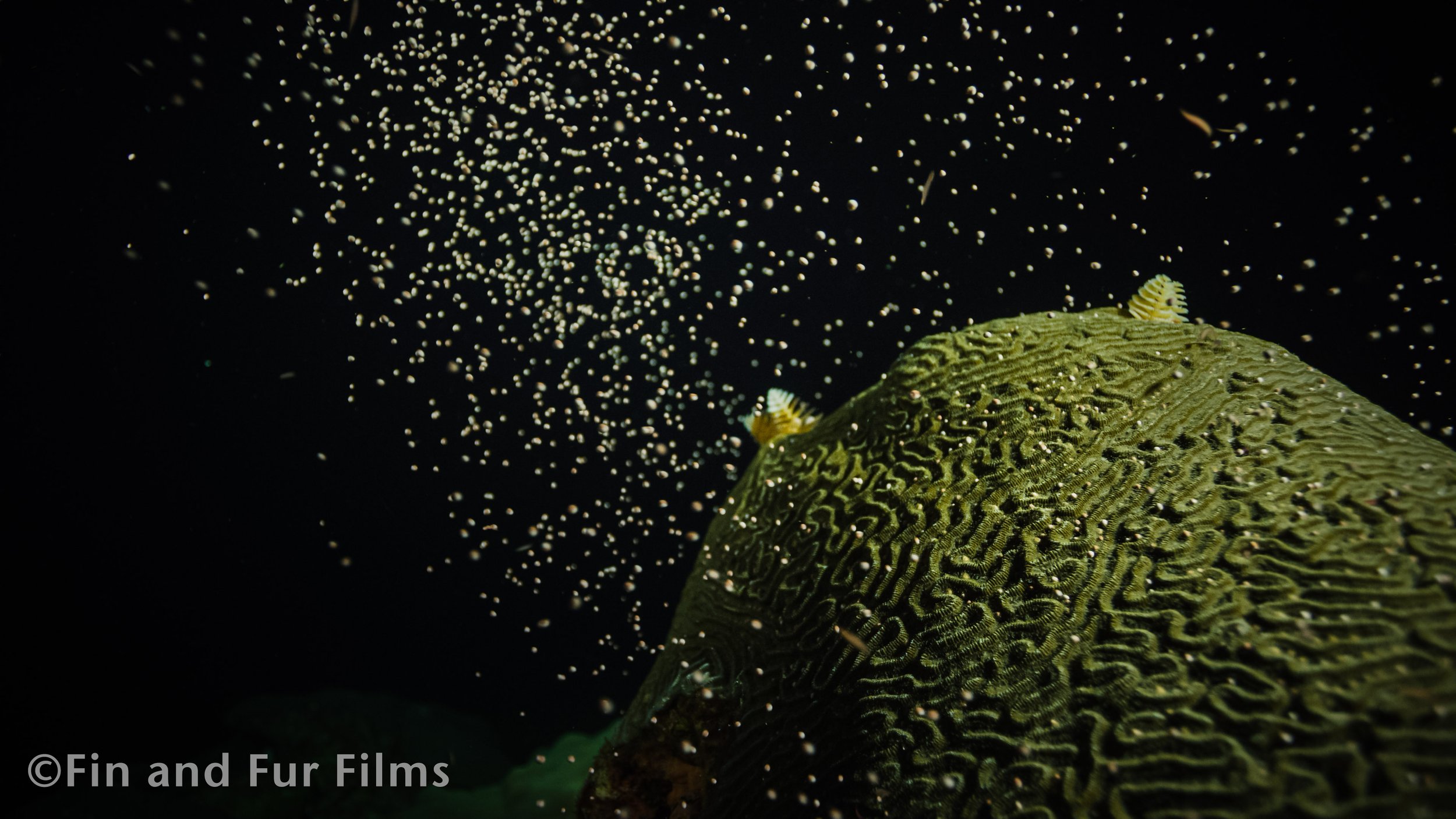Fin and Fur Films_Coral Spawn copy.jpg