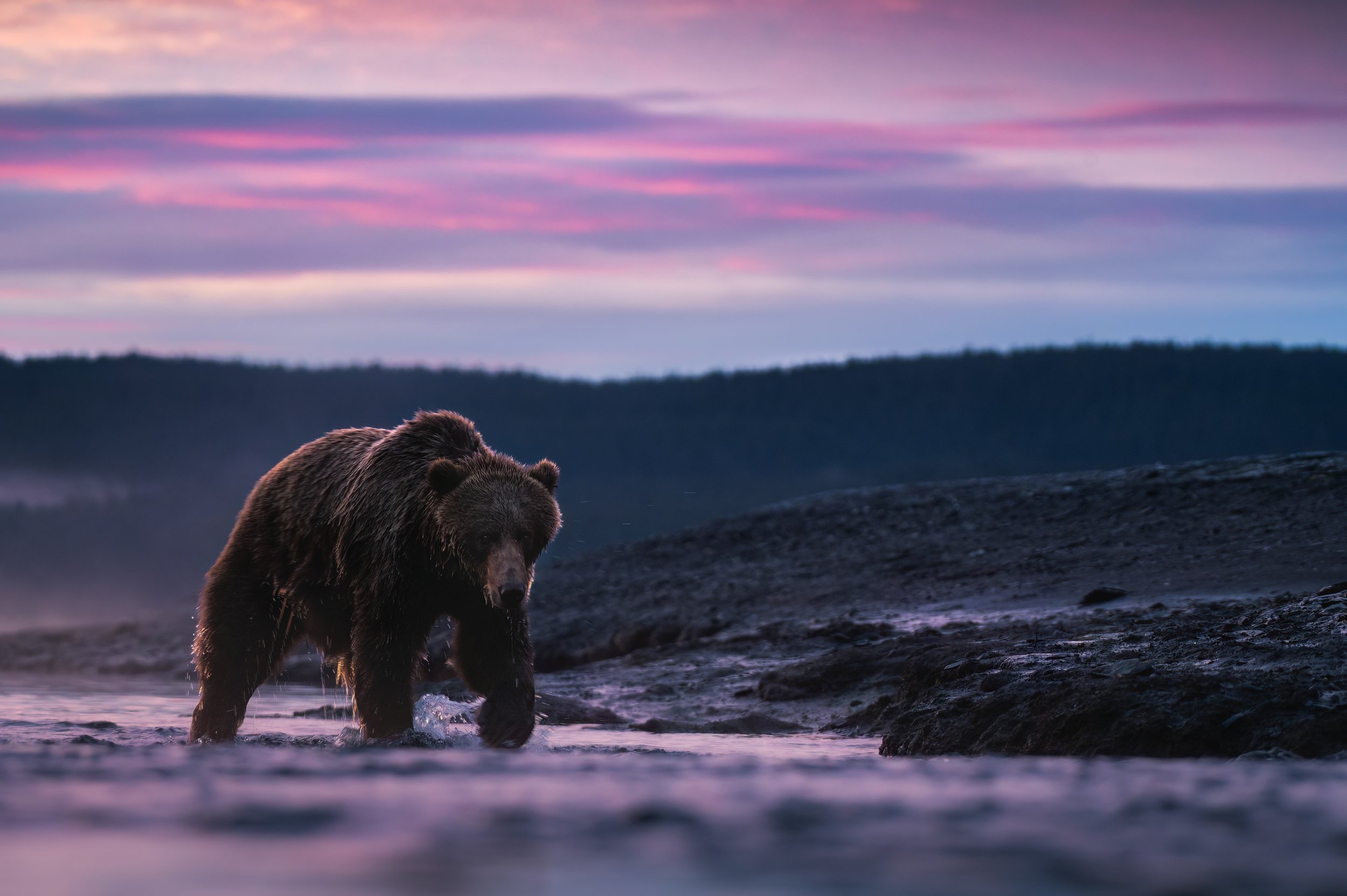 Brown Bear_Sergius Hannan.jpg