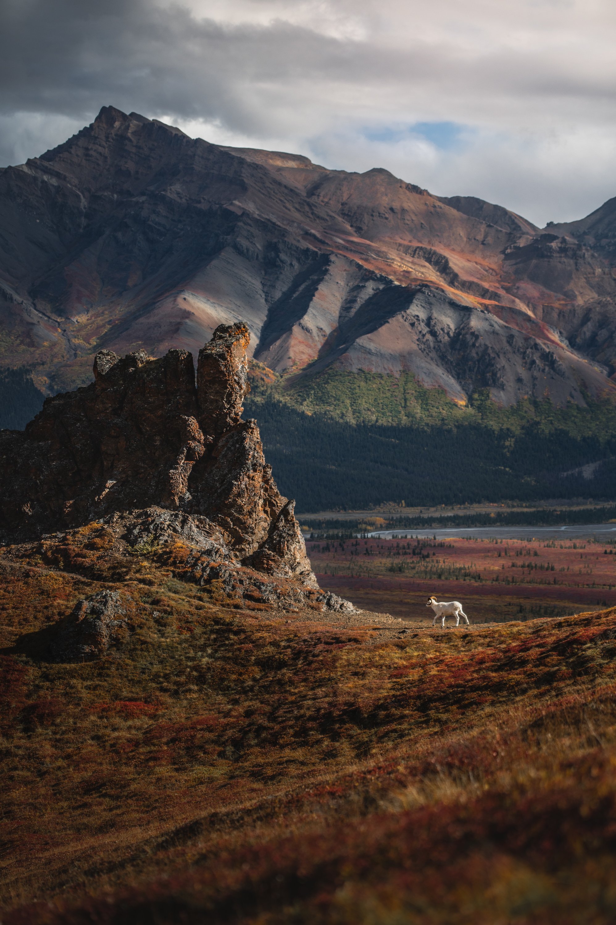 Dall Sheep_Sergius Hannan.jpg