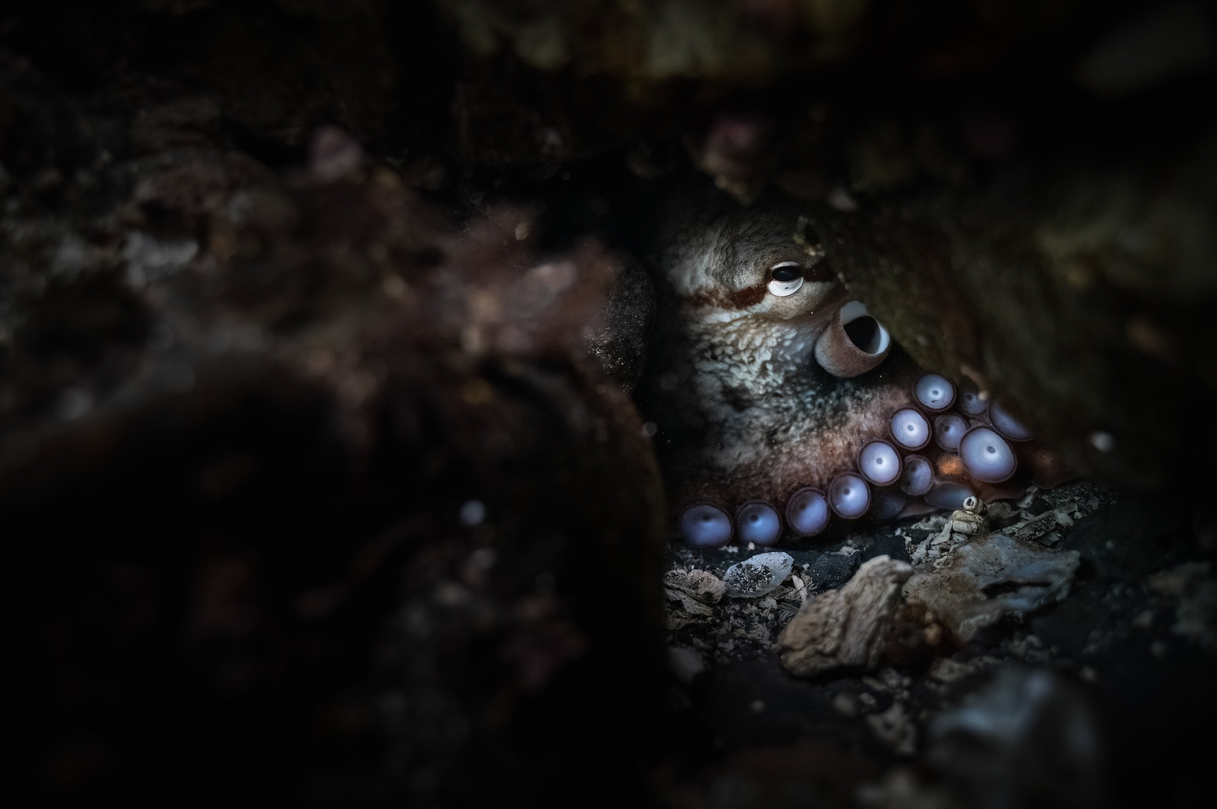 Giant Pacific Octopus_Sergius Hannan.jpg