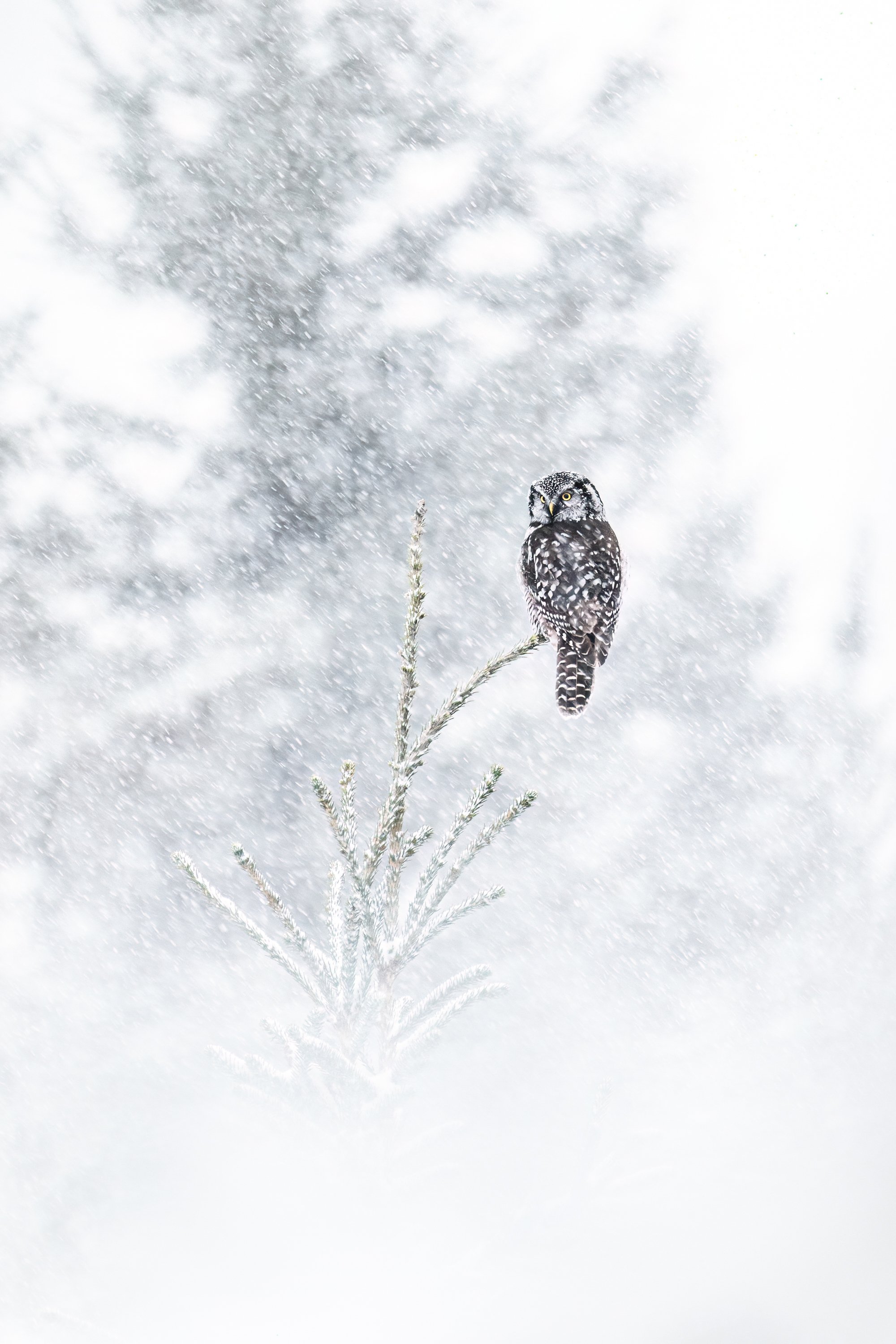 N Hawk Owl_Sergius Hannan.jpg