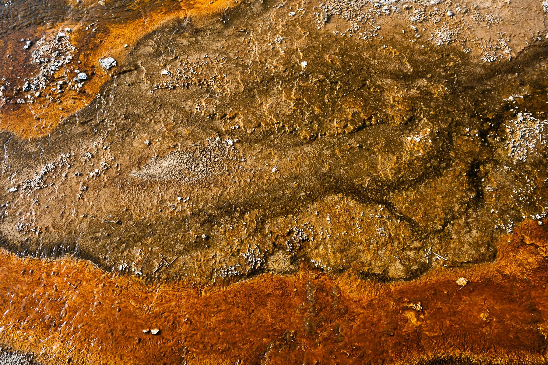 Yellowstone National Park by Charleston Photographer Reese Moore
