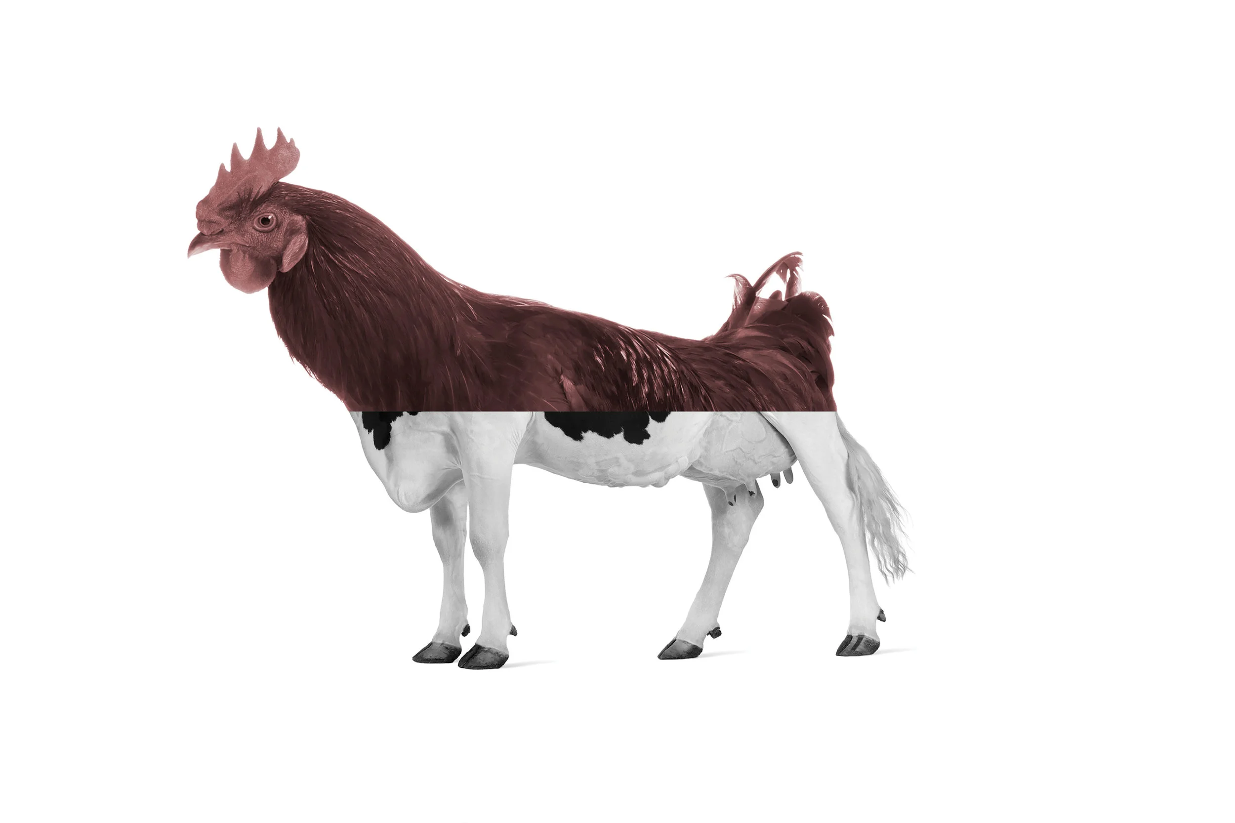Chicow_02.jpg