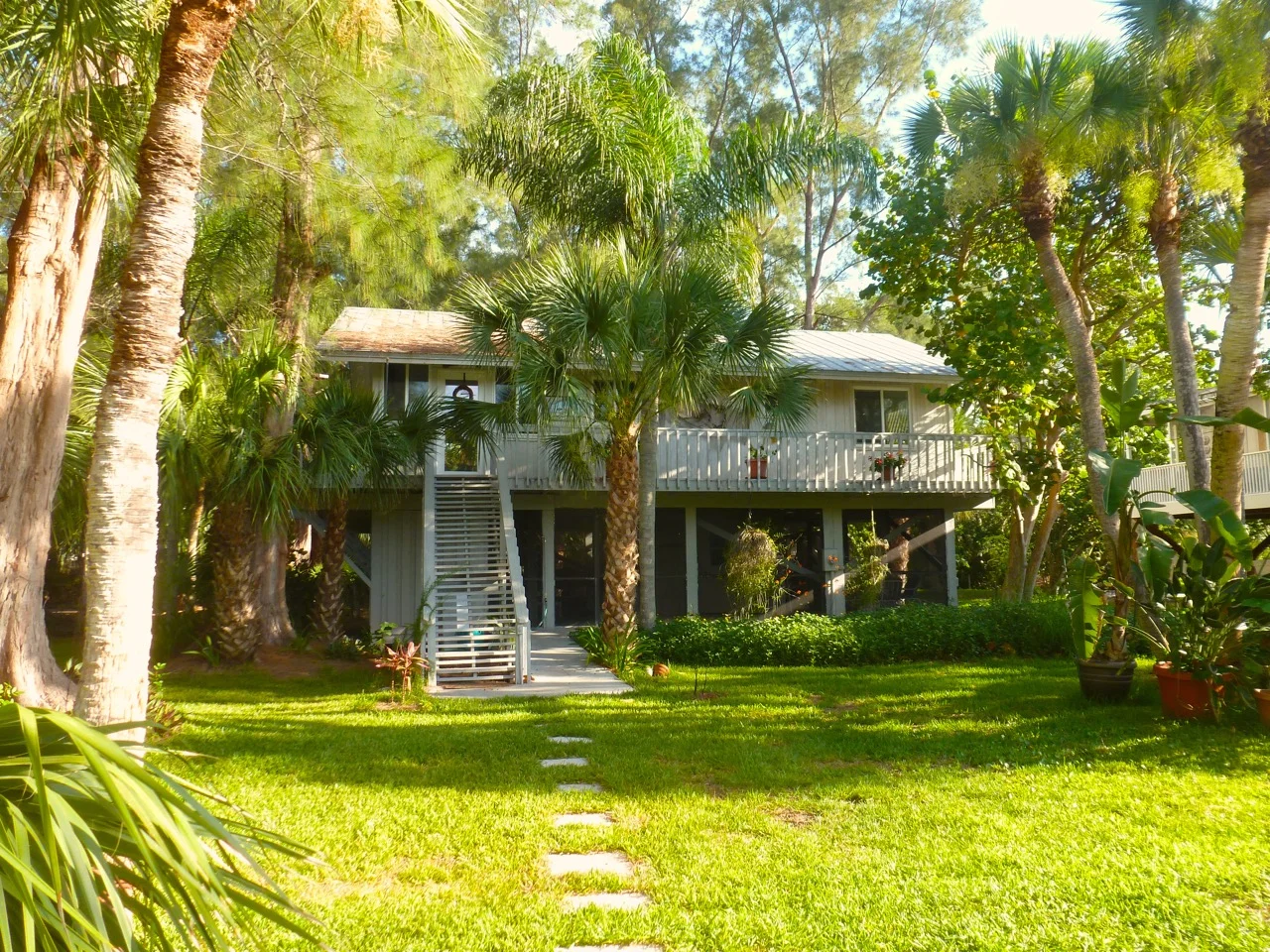 Coconut Palm.jpg