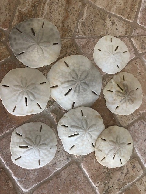 sand dollars.jpeg